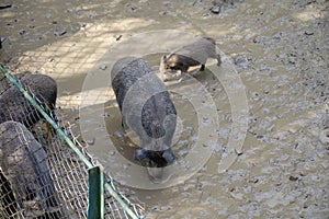 Wild boars in an enclosure in zoo