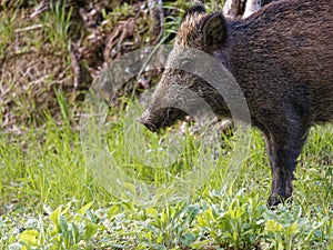 Wild boars feeding on green grain field in summer. Wild pig hiding in agricultural country copy space. Vertebrate grazing in