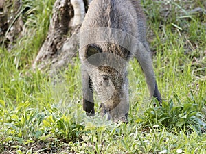 Wild boars feeding on green grain field in summer. Wild pig hiding in agricultural country copy space. Vertebrate grazing in