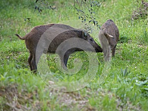 Wild boars feeding on green grain field in summer. Wild pig hiding in agricultural country copy space. Vertebrate grazing in