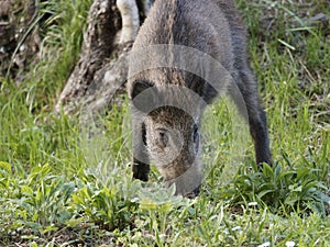 Wild boars feeding on green grain field in summer. Wild pig hiding in agricultural country copy space. Vertebrate grazing in