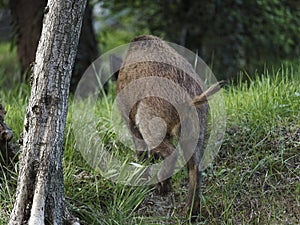 Wild boars feeding on green grain field in summer. Wild pig hiding in agricultural country copy space. Vertebrate grazing in