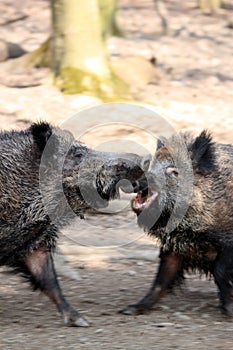 Wild boars fighting