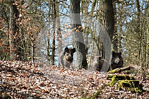 Wild boars in a forest