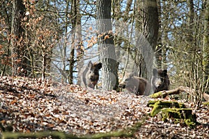 Wild boars in a forest