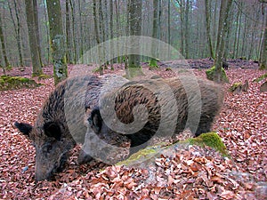 Wild Boars in from Forsthaus Kasselburg, Germany, HDR effect