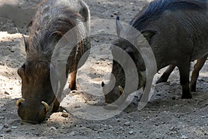 Wild boars looking for food in the ground