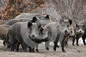 Wild boars on a opening