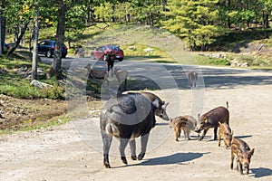 Wild boars in Parc Omega Canada