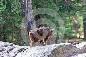 Wild boars in Parc Omega Canada