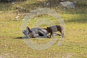 Wild boars in Parc Omega Canada