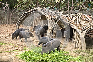 Wild boars in a park photo