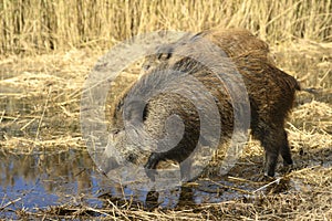 Wild boars roaming in a wetland inside coastal nature reserve