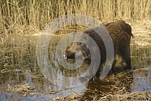 Wild boars roaming in a wetland inside coastal nature reserve