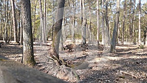 Wild boars run through the forest. Wild animals in the forest.