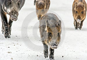 Wild boars running straight ahead with a decided step