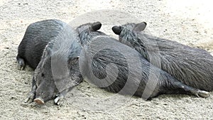 Wild boars sleeping