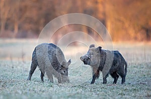 Wild boars standing on meadow