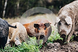 Wild boars Sus scrofa animal family with baby boar in autumn forest
