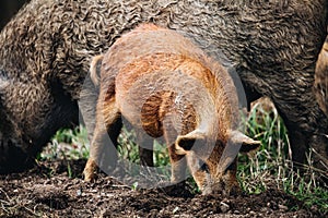 Wild boars Sus scrofa animal family with baby boar in autumn forest