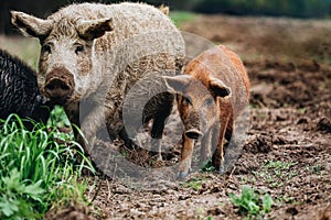 Wild boars Sus scrofa animal family with baby boar in autumn forest