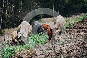 Wild boars Sus scrofa animal family with baby boar in autumn forest