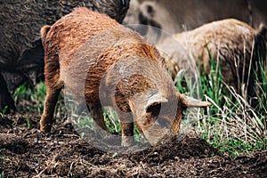 Wild boars Sus scrofa animal family with baby boar in autumn forest