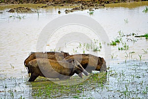 Wild boars in a swamp of Sri Lanka