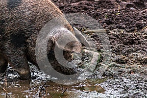 Wild boars wallow in the mud