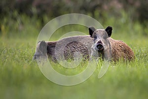 Wild boars in the wild