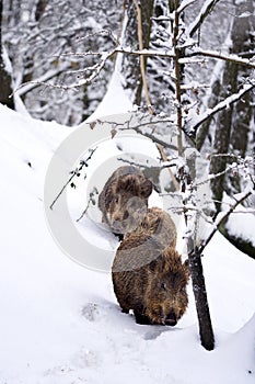 Wild boars or Wild hogs (Sus scrofa) in the snow