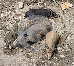 Wild Boar Sus scrofa Piglets