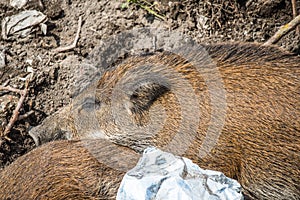 Wild Boar Sus scrofa Piglets