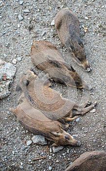 Wild Boar Sus scrofa Piglets