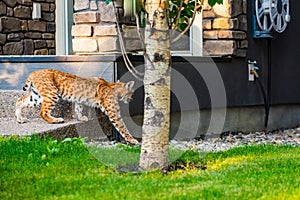 Wild Bobcat in the City