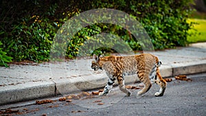 Wild Bobcat in the City