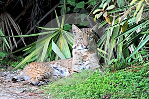 Wild Bobcat (Lynx rufus)