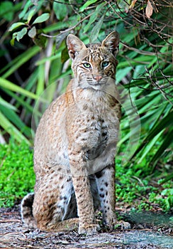 Wild Bobcat (Lynx rufus)