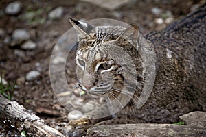Wild Bobcat Lynx Rufus