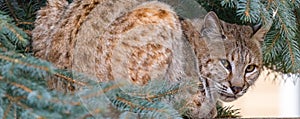 Wild bobcat in southeast Boise, Idaho, USA