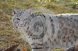 Wild Bobcat Up Close and Personal