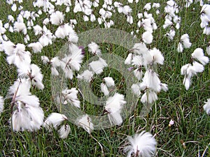 Wild Bog Cotton. photo