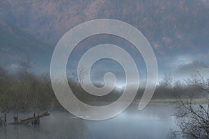 Wild bog during winter season, Vosges, France