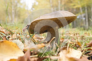 Wild boletus mushroom growing among the autumnal fallen leaves