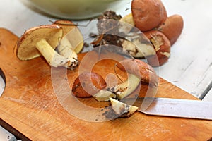 Wild boletus mushrooms