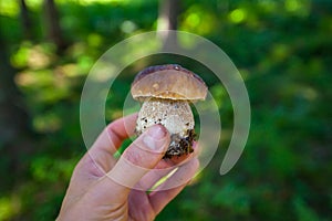 Wild Boletus Porcini mushroom freshly harvested in forest with shallow depth of field and blurry natural background