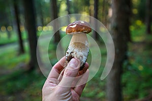 Wild Boletus Porcini mushroom freshly harvested in forest with shallow depth of field and blurry natural background.