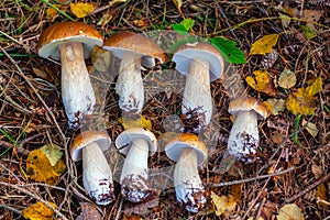 Wild Boletus Porcini mushrooms freshly harvested in forest with natural background surrounding.