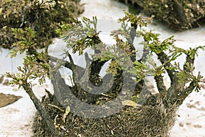 Wild bonsai