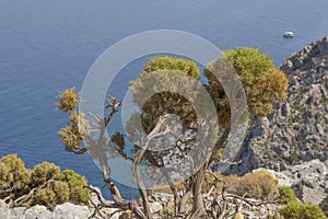 Wild bonsai tree plant on rock coastline on Greek island Telendos.